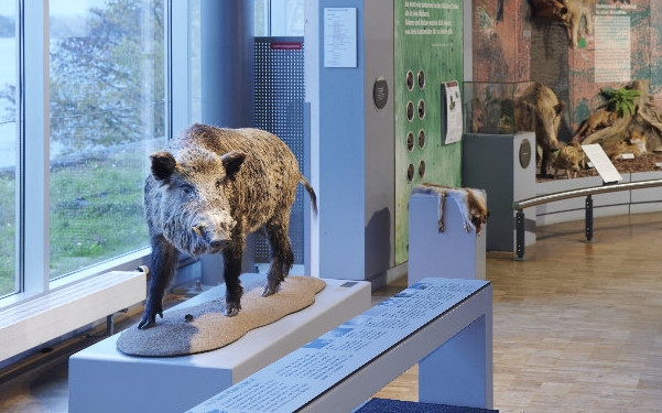 Ist das nicht süß? Museums-Wildschwein Willi schreibt jetzt regelmäßig an Zweitklässler