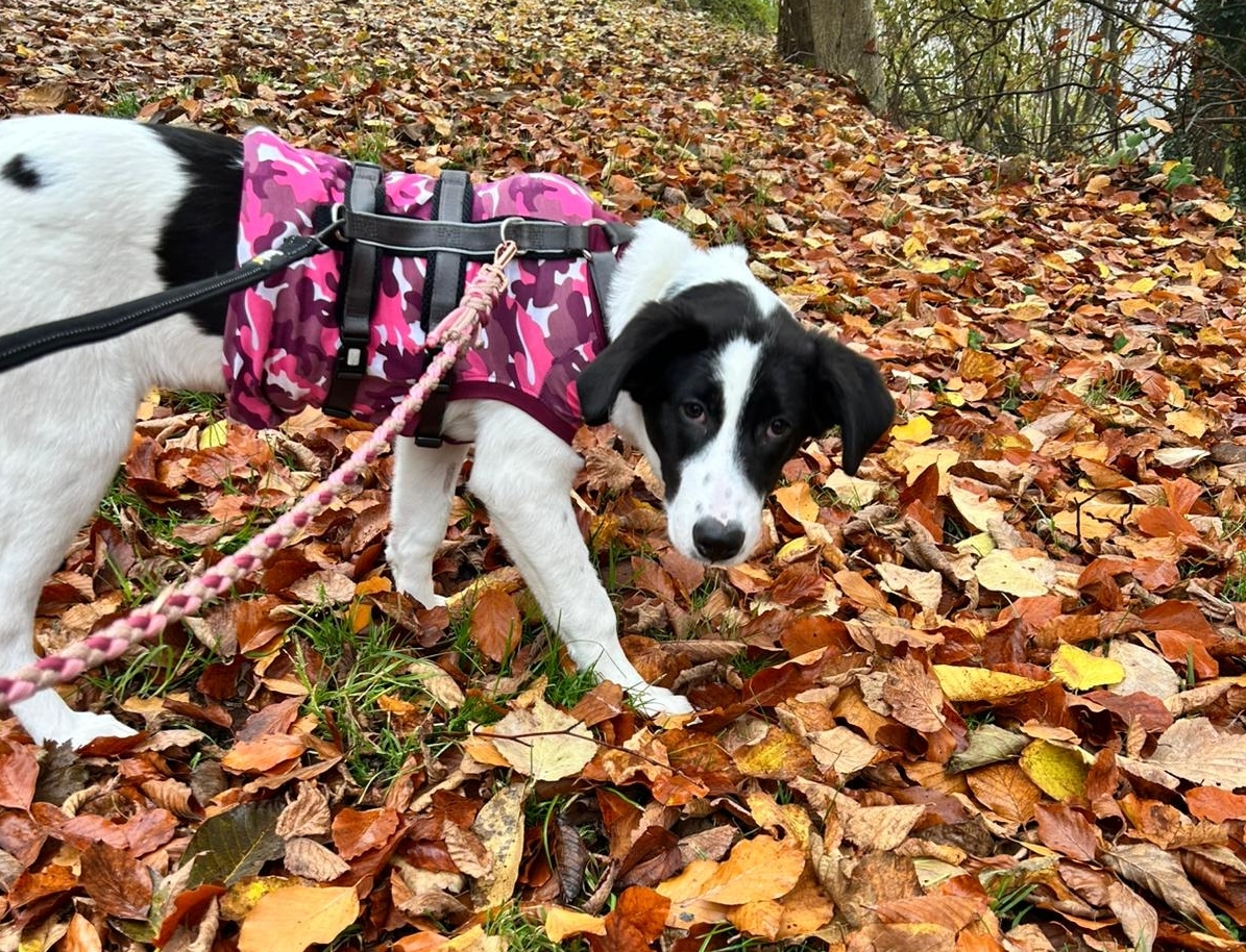 Was ist zu viel Hundesteuer? Ist ein Hund Luxus oder wichtiger Begleiter?