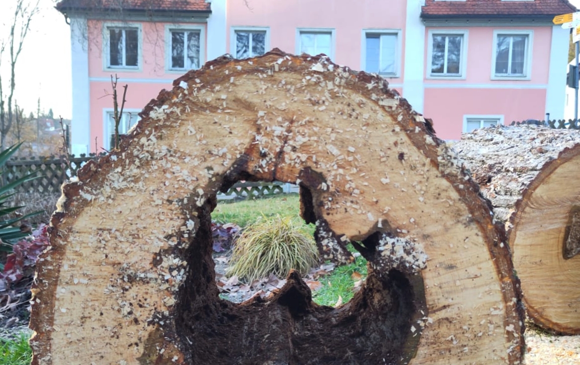 Kritik um notwendige Baumfällungen in Zizenhausen: Was der Hallimaschpilz anrichtet
